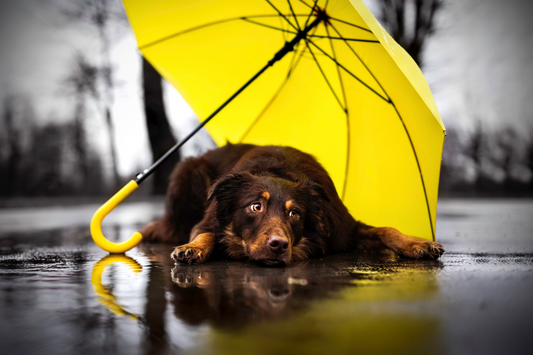 Spaß im Schietwetter: Kreative Beschäftigungsideen für Hunde in der Wohnung