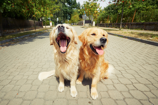 Stadtabenteuer auf vier Pfoten: Kreative Tipps für mehr Action im Alltag mit deinem Hund