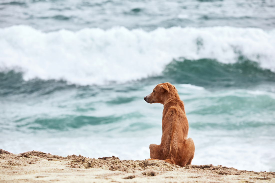 Ein Hundetag am Strand: Sommerfreuden mit dem Hund