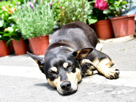 Empfindliche Hundehaut benötigt einen Sonnenschutz