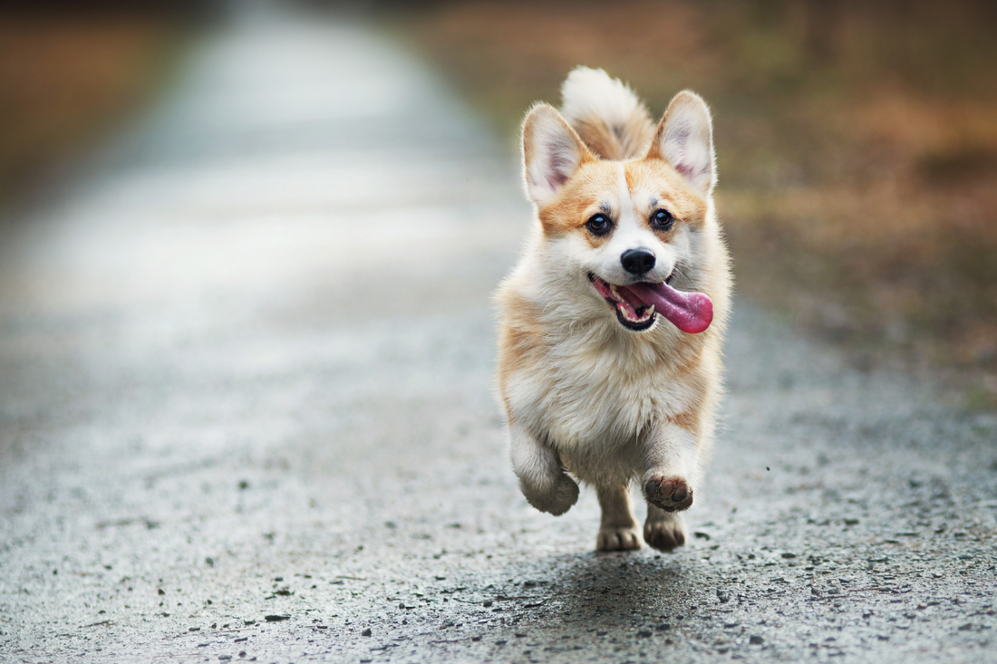 Halsband oder Geschirr: Hauptsache komfortabel und sicher für den Hund