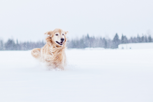 Winter mit Hund - gesund und mit Spaß durch die kalte Jahreszeit  Der Winter ist für Hunde eine schöne Jahreszeit.