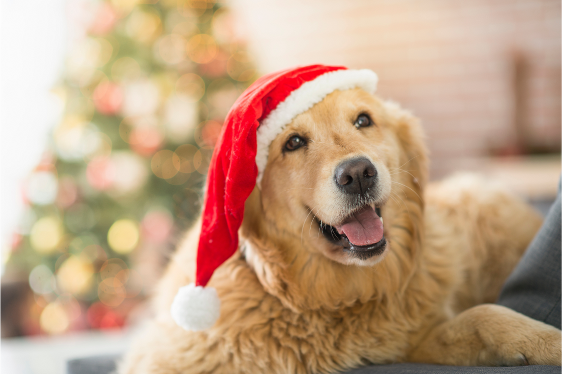 Weihnachten mit Hund - die schönste Zeit des Jahres 