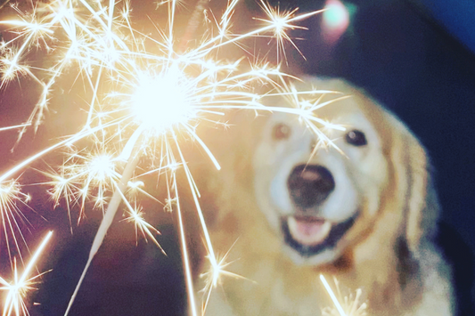 Silvester mit Hund stressfrei genießen 