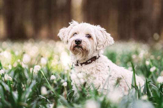 Mit dem Hund im Frühling perfekt in das neue Jahr starten