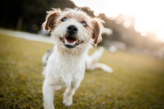 Mit dem richtigen Zeckenschutz bleibt dein Hund gesund