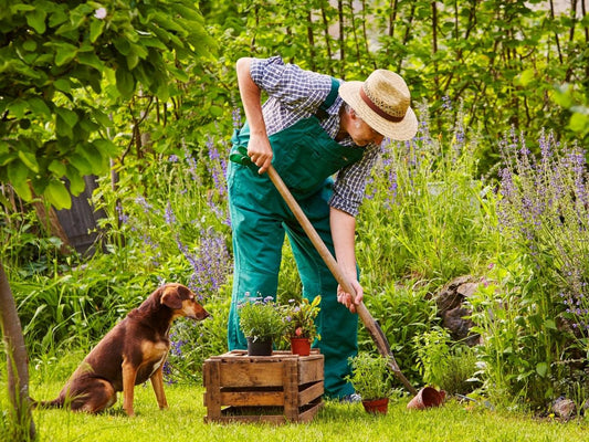 Kräuter – wertvoller Bestandteil der Hundeernährung