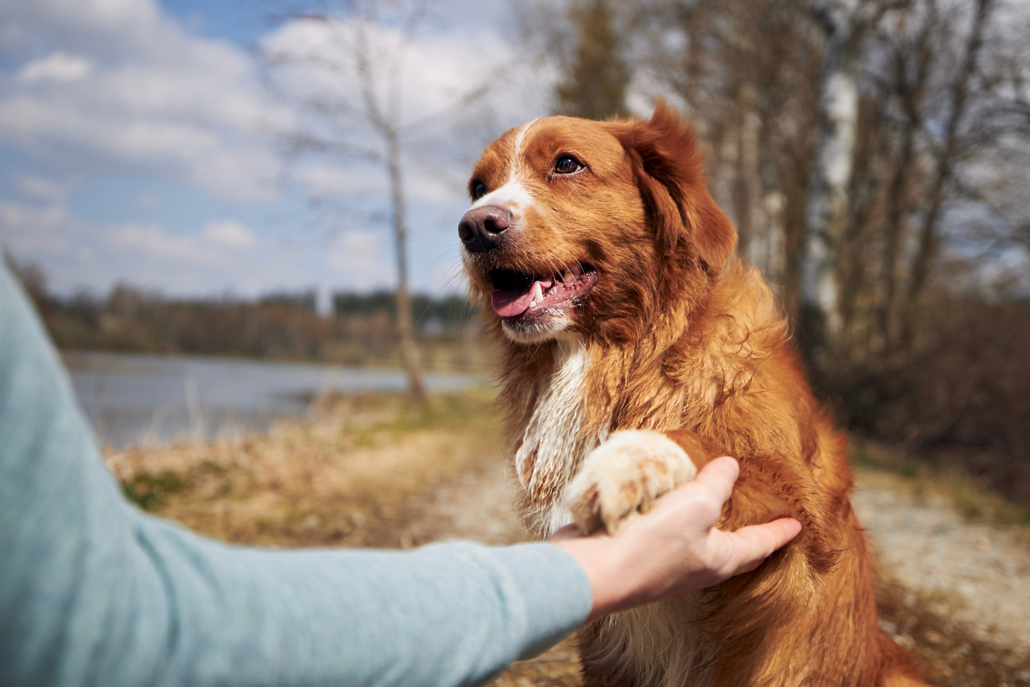 Handgefertigte Lederleinen für ein effektives Hundetraining