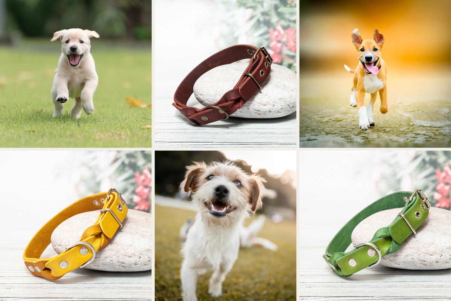 Halsband für Hunde. Handgefertigtes Lederhalsband in saisonalen Farben. Hundehalsband.
