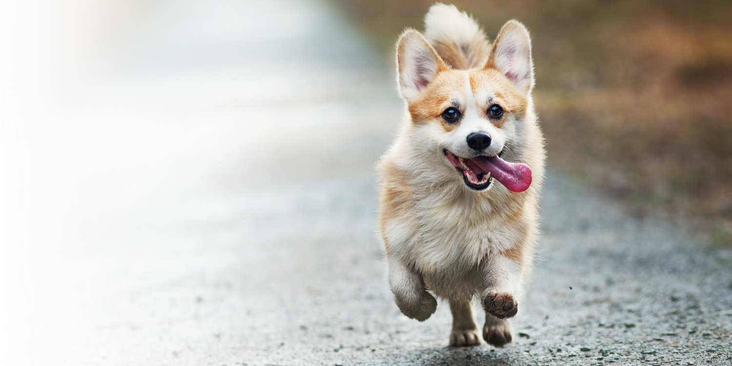 Fröhlicher Corgi rennt auf einem Waldweg – perfekter Moment für hochwertiges Hundezubehör