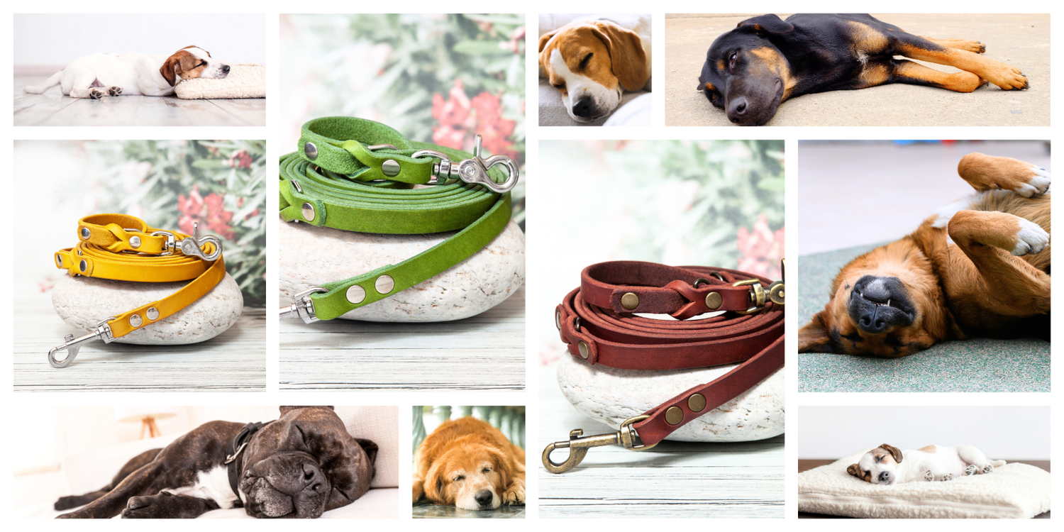 Drei handgefertigte Hundeleinen-Sets aus Leder in Gelb, Grün und Rot, dekorativ auf Steinen präsentiert – umgeben von schlafenden und entspannten Hunden. Ideal für Hundehalter, die Qualität und Stil kombinieren möchten.