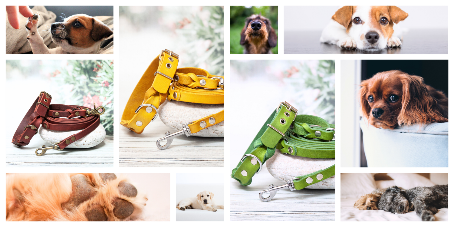 Collage aus handgemachten Leder-Hundeleinen und Halsbändern in Rot, Gelb und Grün, kombiniert mit süßen Hundefotos – stilvolle und farbenfrohe Accessoires für Hunde.
